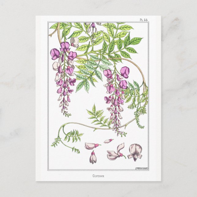 Wisteria Flowers - Maurice Pillard Verneuil -  Postcard (Front)