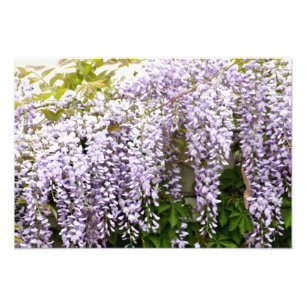 Wisteria Flowers Photo Print