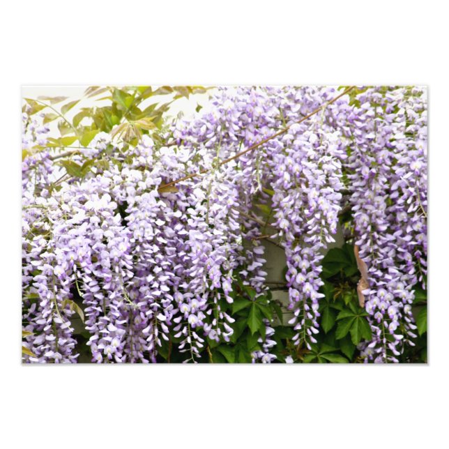 Wisteria Flowers Photo Print (Front)