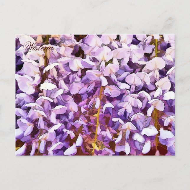 WISTERIA FLOWERS POSTCARD (Front)