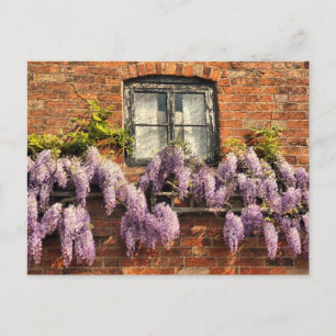 WISTERIA FLOWERS POSTCARD