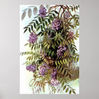 Wisteria Frutescens Botanical Art Painting