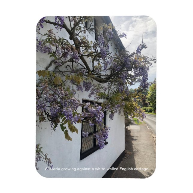 Wisteria growing against a white-walled cottage magnet (Vertical)