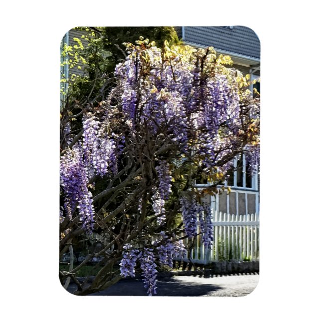 Wisteria in Bloom Magnet (Vertical)