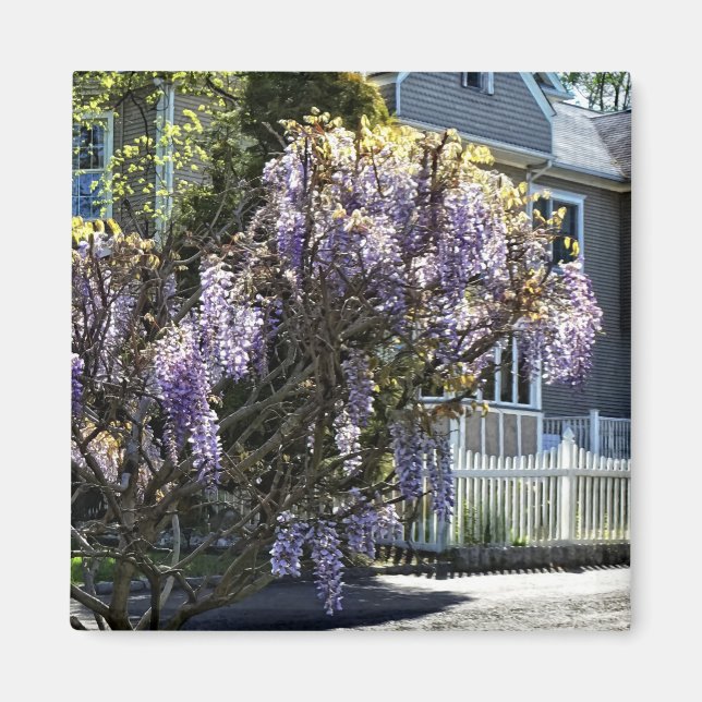 Wisteria in Bloom Magnet (Front)