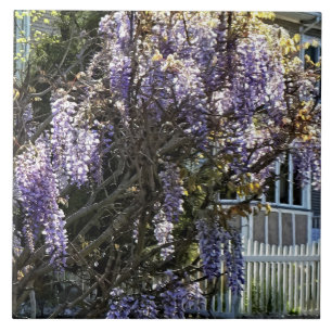 Wisteria in Bloom Tile