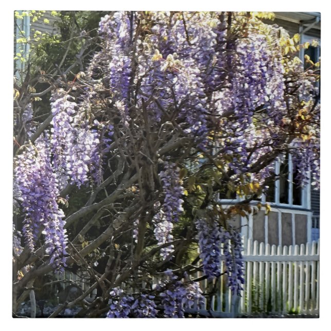 Wisteria in Bloom Tile (Front)