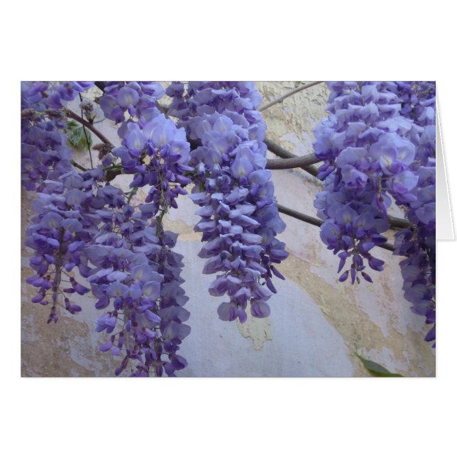 Wisteria in Provence (Front Horizontal)