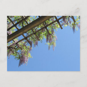 Wisteria: Japan Postcard