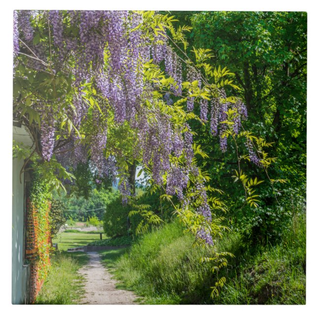 Wisteria on a country lane ceramic tile (Front)