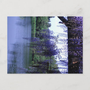 Wisteria Postcard