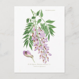 Wisteria Postcard