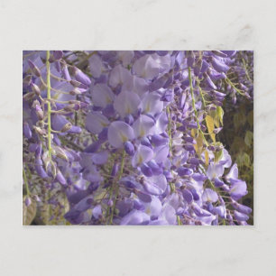 Wisteria Postcard