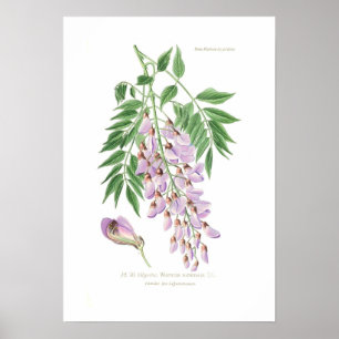 Wisteria Poster