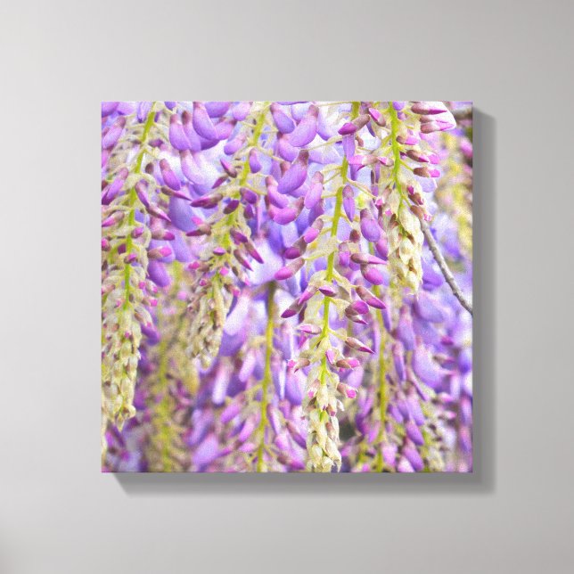 Wisteria Purple Floral Blossom Tree Violet Canvas Print (Front)