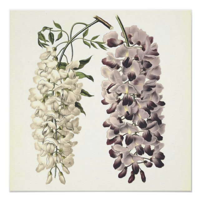Wisteria Sinensis Botanical Art Isolated On White Poster (Front)