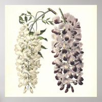 Wisteria Sinensis Botanical Art Isolated On White