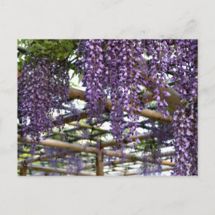 Wisteria Trellis: Kameido Tenjin, Tokyo Postcard