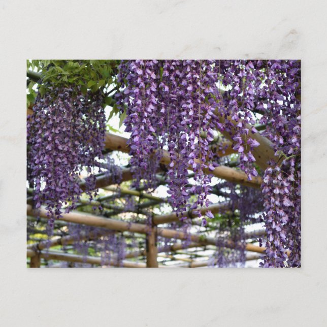Wisteria Trellis: Kameido Tenjin, Tokyo Postcard (Front)