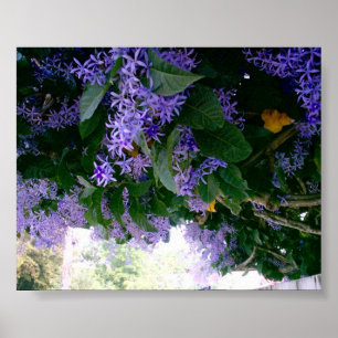 Wisteria tunnel in Panama Poster