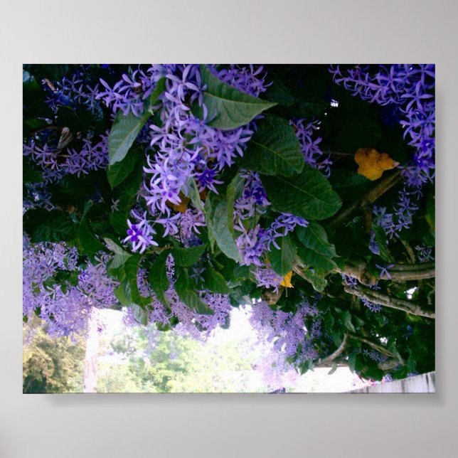 Wisteria tunnel  in Panama Poster (Front)