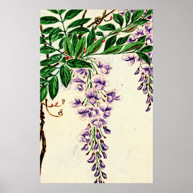 Wisteria Vine Blooms 1870 Poster (Front)