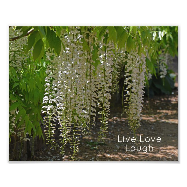 Wisteria White Garden Flowers Live Love Laugh Photo Print (Front)