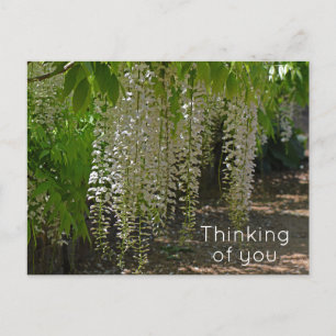 Wisteria White Garden Flowers Thinking of You Postcard