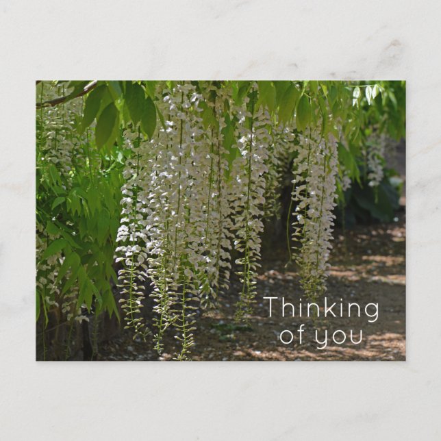Wisteria White Garden Flowers Thinking of You Postcard (Front)