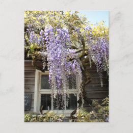 Wisteria Window - Wisteria Flowers Hidcote Postcard