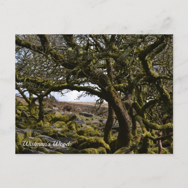 Wistman's Wood, Two Bridges, Princetown, Devon UK Postcard (Front)
