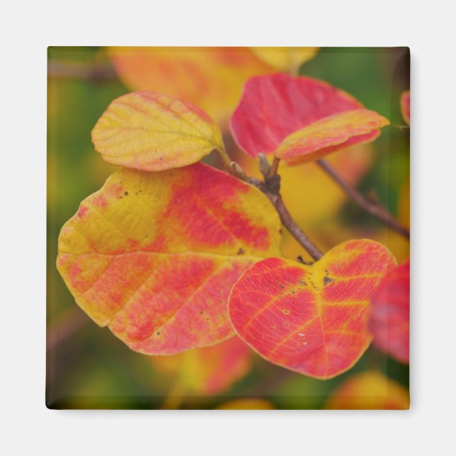 Witch Alder Magnet (Front)