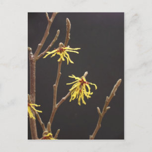 Witch Hazel Blossom Postcard