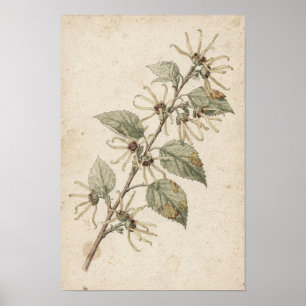 Witch Hazel Branch Botanical Study Poster