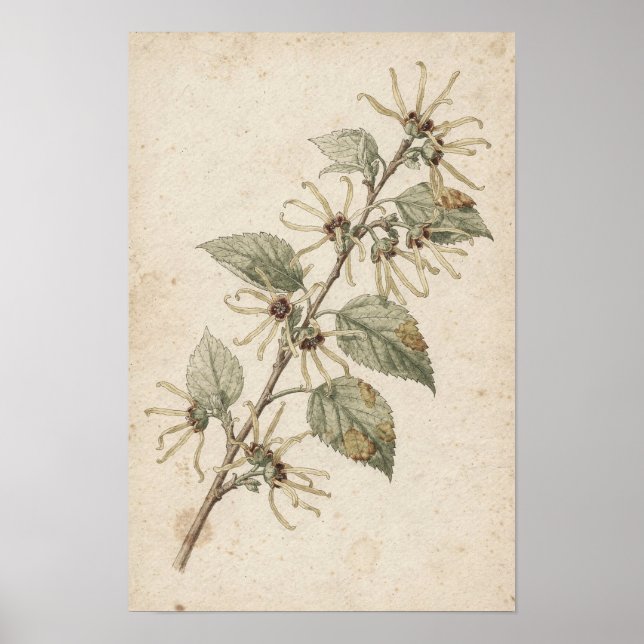 Witch Hazel Branch Botanical Study Poster (Front)