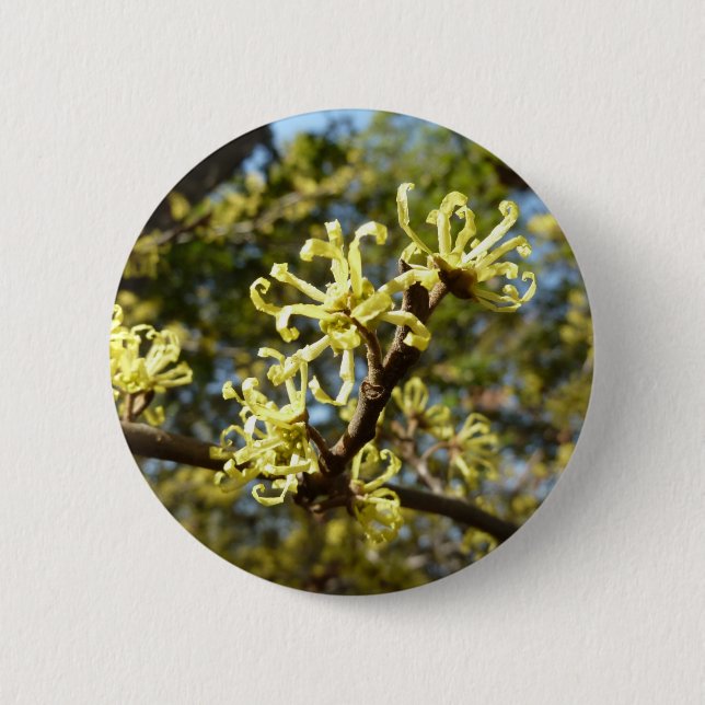 Witch Hazel Flowers 6 Cm Round Badge (Front)