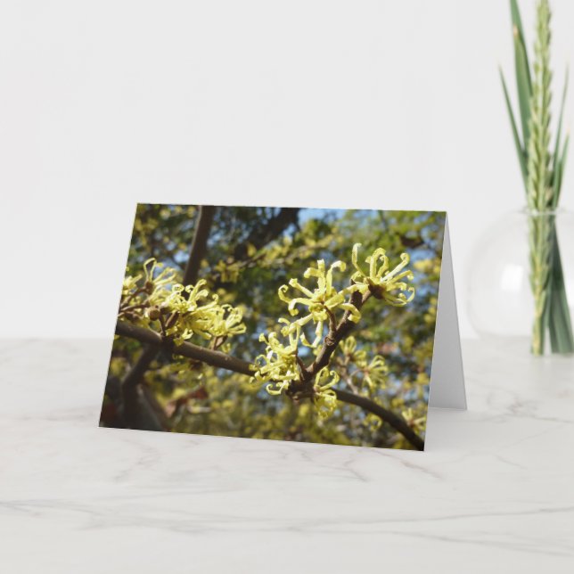 Witch Hazel Flowers Card (Front)