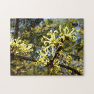 Witch Hazel Flowers Jigsaw Puzzle