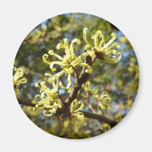 Witch Hazel Flowers Magnet