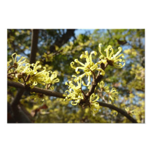 Witch Hazel Flowers Photo Print