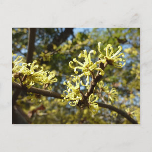 Witch Hazel Flowers Postcard