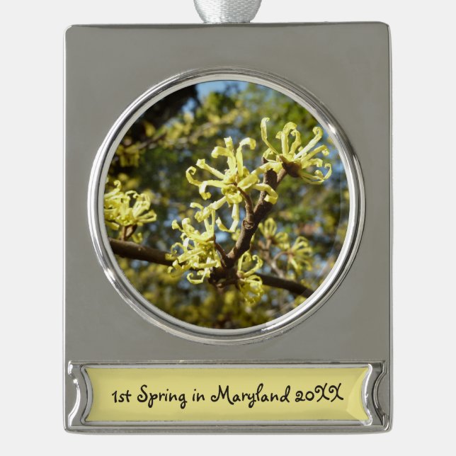 Witch Hazel Flowers Silver Plated Banner Ornament (Front)