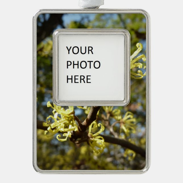 Witch Hazel Flowers Silver Plated Framed Ornament (Front)