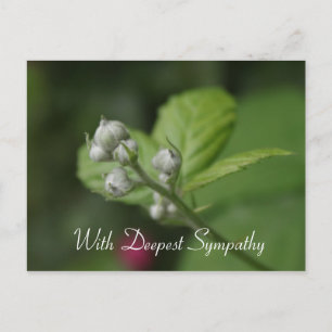 with deepest sympathy,summer wild raspberry flower postcard