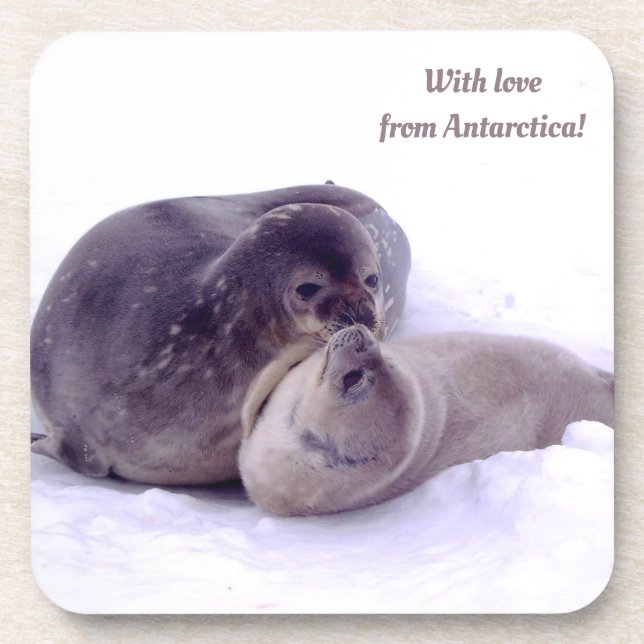 With love from Antarctica! photo of seals, fur sea Coaster (Front)