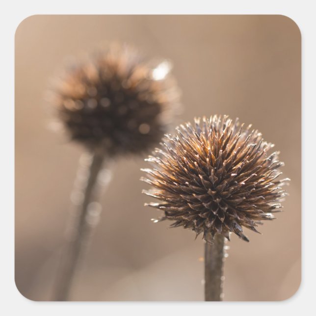Withered globe thistle in autumn Macro Square Sticker (Front)