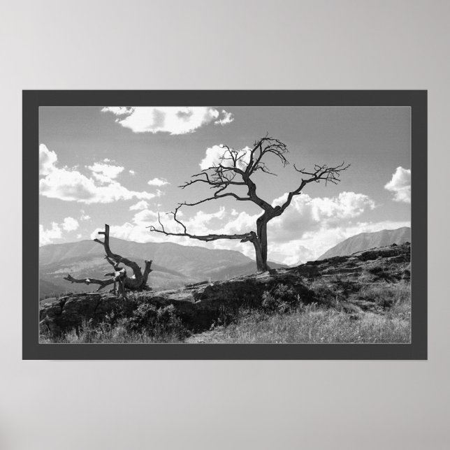 Withered Tree (Bordered) Poster (Front)