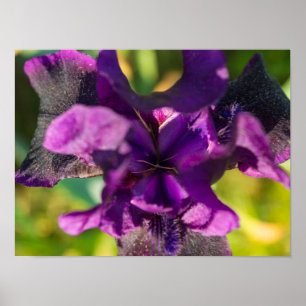 Within An Iris Poster