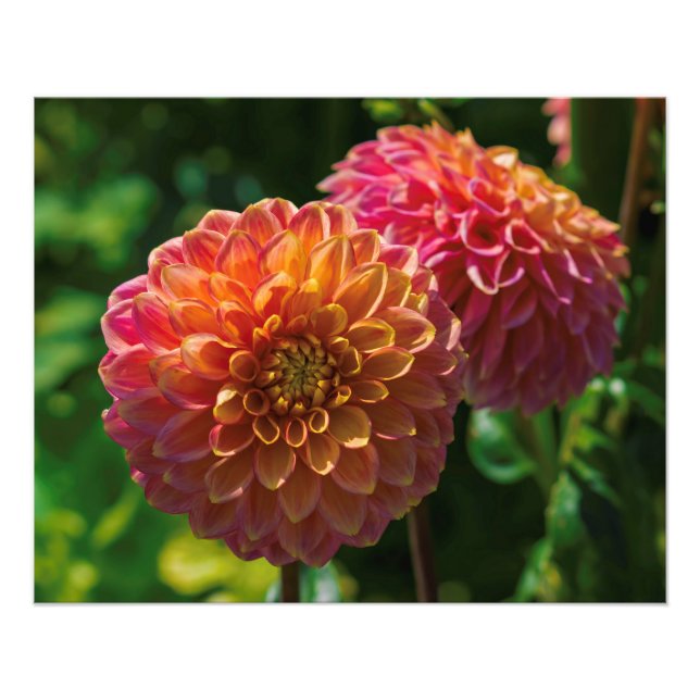 Within The Dahlia Garden 1 Photo Print (Front)