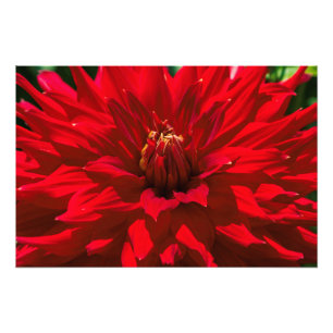 Within The Dahlia Garden 2 Photo Print